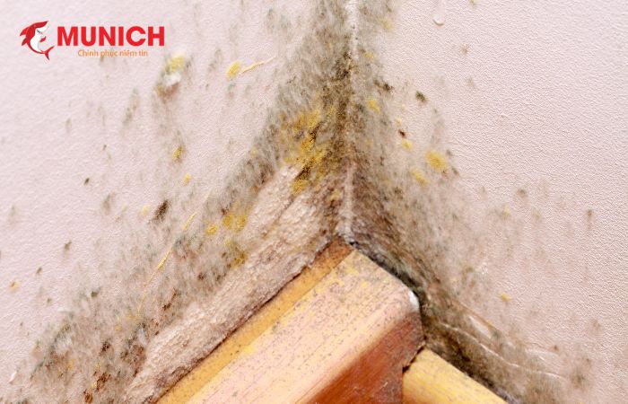 Các tác hại khi tường nhà bị ẩm và mốc