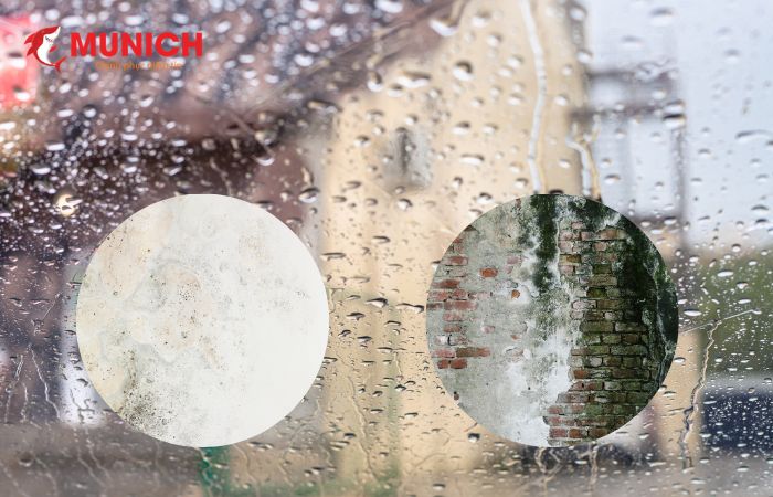 Nguyên nhân dẫn đến tường ẩm mốc một phần do thời tiết