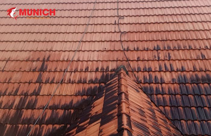 Mái ngói xuất hiện mảng bám đen do mưa nhiều